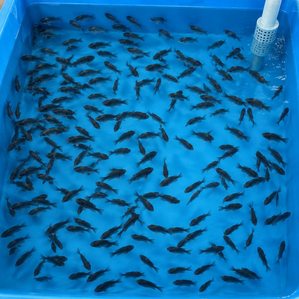 Benih Tilapia Hitam